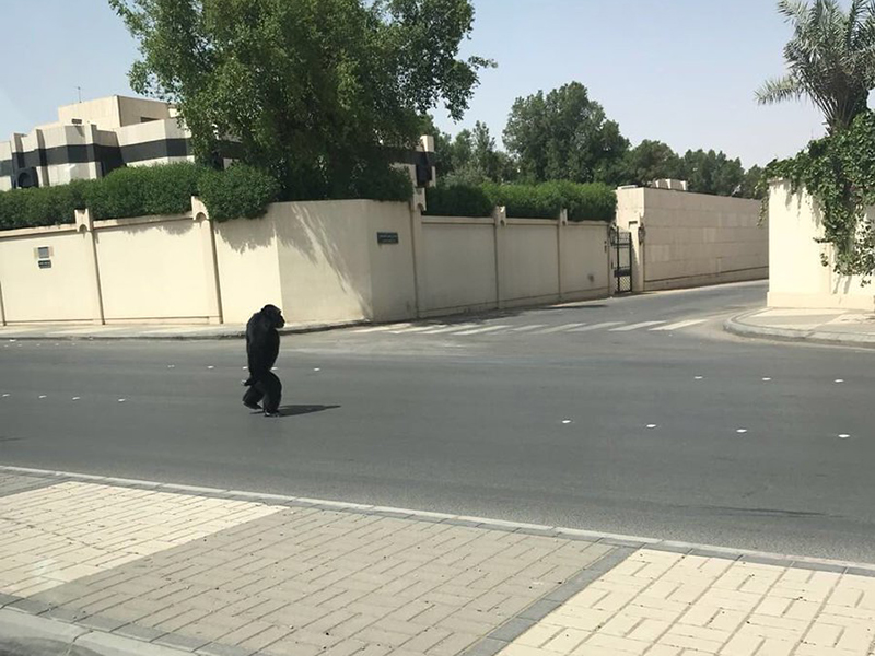 بالفيديو: غوريلا تتجول في شوارع الرياض!